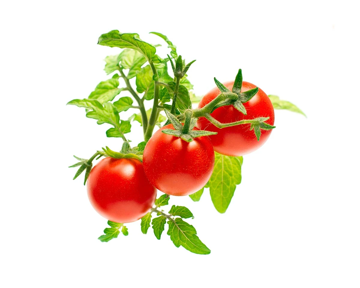 Click & Grow Plant Pods Mini Tomato