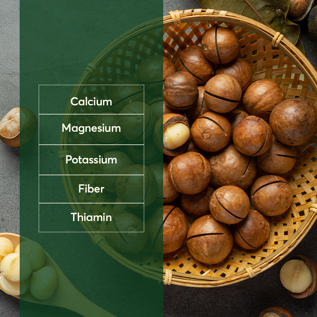 The Caphe Vietnam Premium Macadamia Nuts - 500 G | VIP Size With Shell | Unsalted & Roasted | Premium Vietnamese Macadamia Nuts