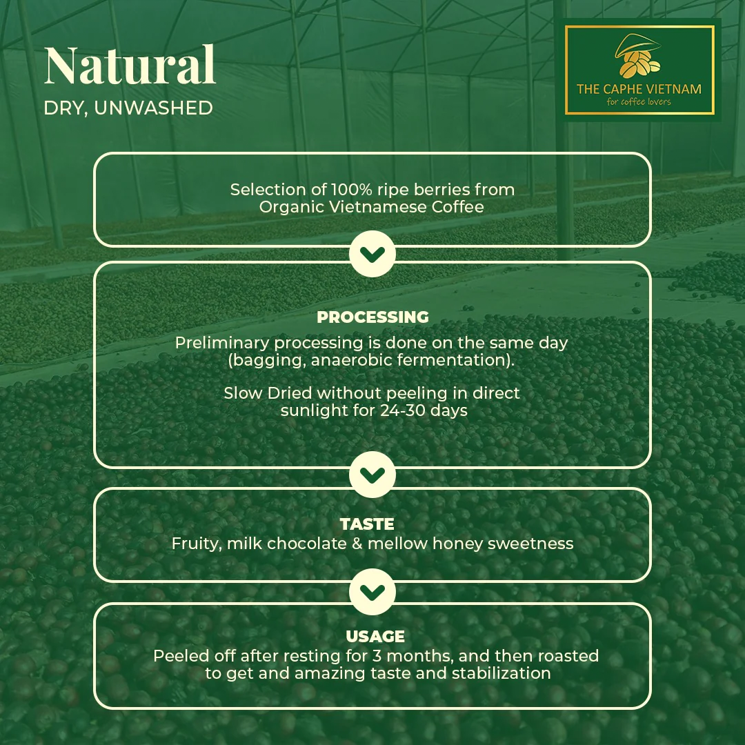 The Caphe Vietnam Fine Robusta Whole Beans Coffee - 1 KG | Natural Process | Medium Roast, 100% Organic Robusta | Vietnamese Whole Coffee Bean