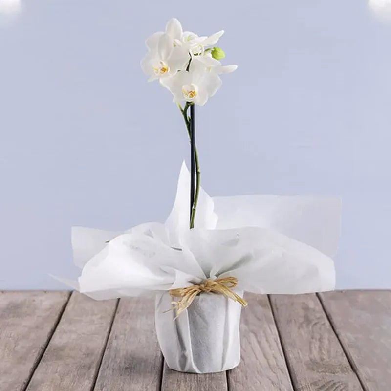 White orchid plant in white wrapping