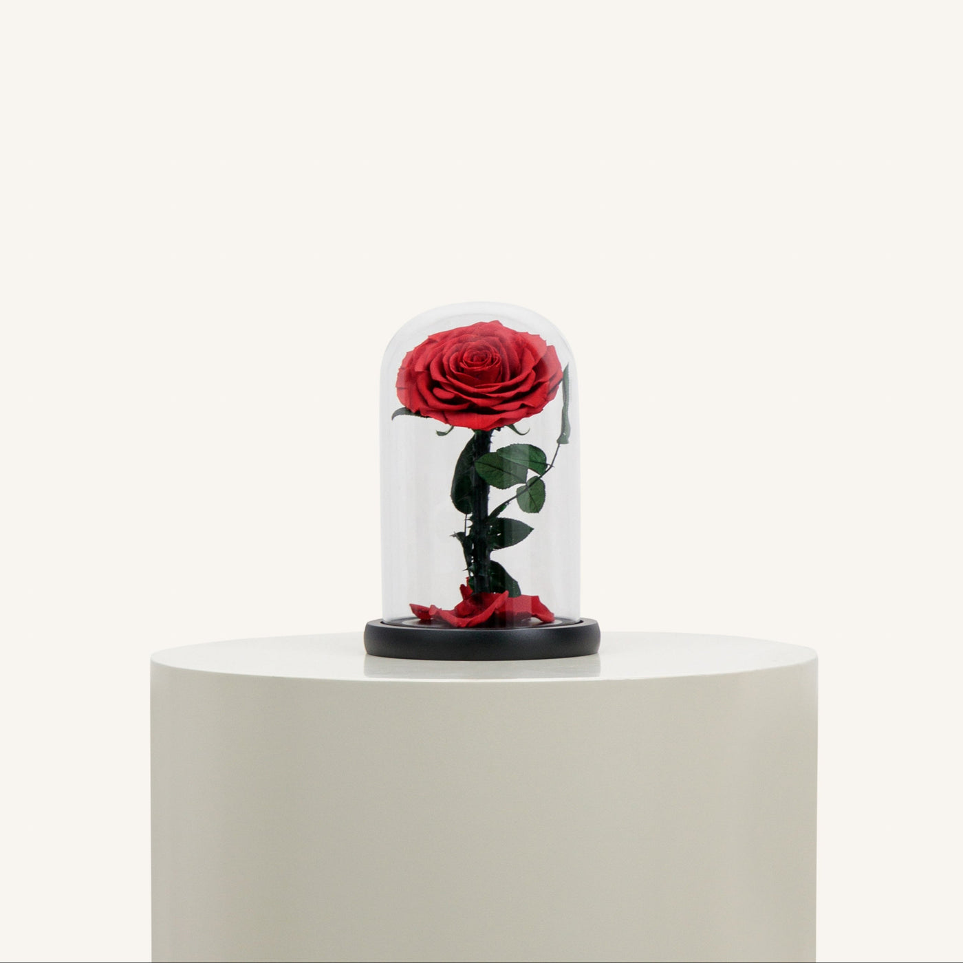 1 Forever Rose RedFlowersSame-day delivery Forever roses with unique preservation method can sustain its freshness for 3-5 years without watering and management, keeping your love eternal. Order this forever love. Size and Flowers Height: 25 Cm Width: 20