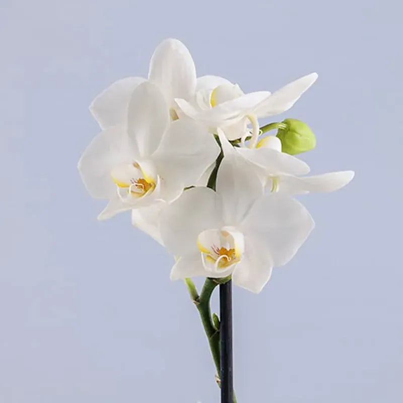 Luxury orchid plant for home décor