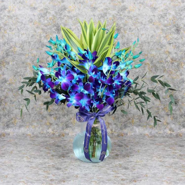 11 Blue Orchid In VaseChocolate & Confectionery11 Blue Orchids, Leaves : 1 Song of India and 1 Stem Parvifolia, Arranged in Designer Round Glass Vase.