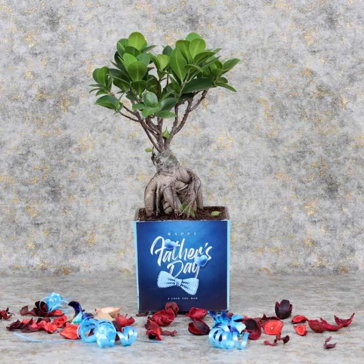 Fathers Day Bonsai PlantChocolate & ConfectioneryPlant Name - Bonsai, Plant Placement - Indoor, Arranged in a Square Vase - 12x12cm, Fathers Day Sticker.