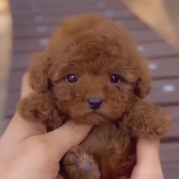 Interactive Wuffy robot dog companion toy with touch and voice sensors