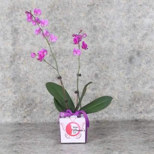 Womens Day 2 Stem Purple Mini Orchid PlantGifts and HampersMini Purple Phalaenopsis Orchid Double Stem Arranged in Square Vase 12x12 with White Marble Tied with Red Ribbon and Womens Day Sticker