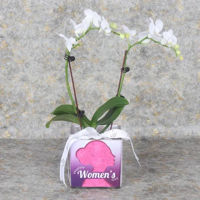 Womens Day 2 Stem White Mini Orchid PlantGifts and HampersMini White Phalaenopsis Orchid Double Stem Arranged in Square Vase 12x12 with White Marble Tied with Red Ribbon and Womens Day Sticker