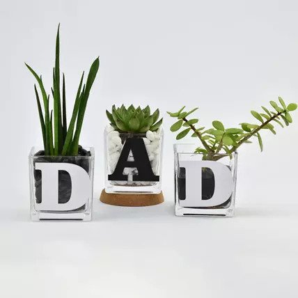 Trio of Plants for DAD1 Sansevieria Cylindrica Plant 1 Green Echeveria Plant 1 Jade Plant Plant Placement- Indoors Beautifully Decorated with White and Black StonesBeautifully Decorated with White and Black Stones Set of 3 Glass Vase Vase Dimensions- 12 x