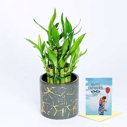 Lucky Bamboo With Fathers Day CardTwo Layer Lucky Bamboo in a Pot Pot Height: 10cm Pot Diameter: 10 cm Fathers Day Special Greeting Card Dimension: 148 x 210mm Size: A5